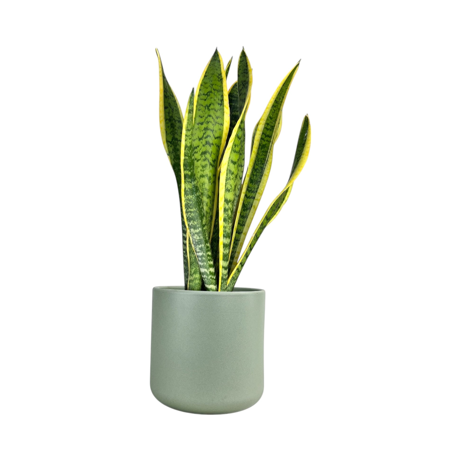 Sansevieria 17cm Mix in Cambridge Ceramic - Green Plant The Horti House
