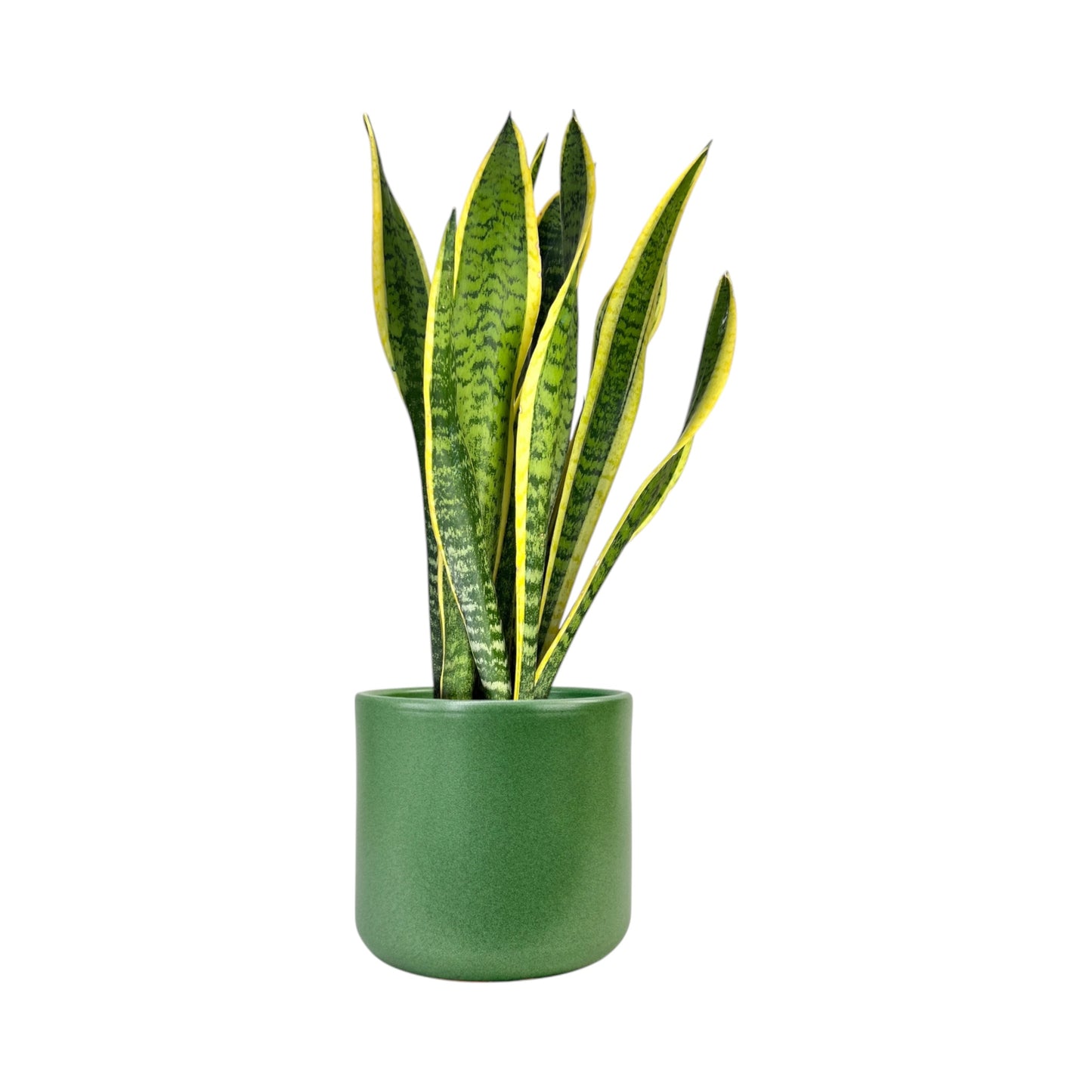 Sansevieria 17cm Mix in Cambridge Ceramic - Green Plant The Horti House