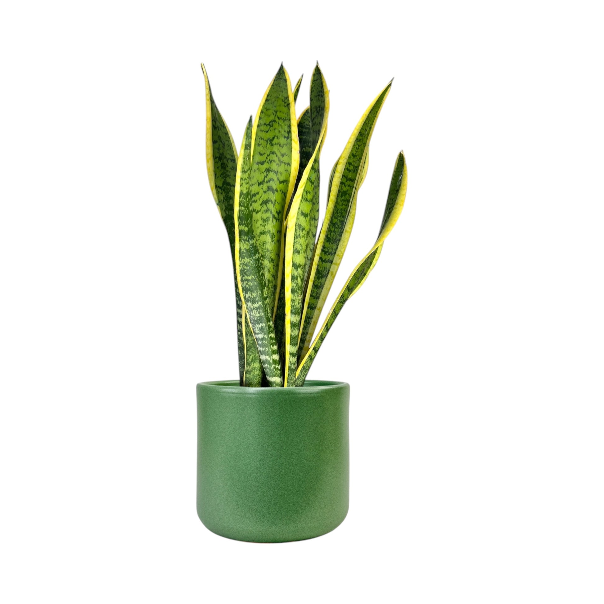 Sansevieria 17cm Mix in Cambridge Ceramic - Green Plant The Horti House