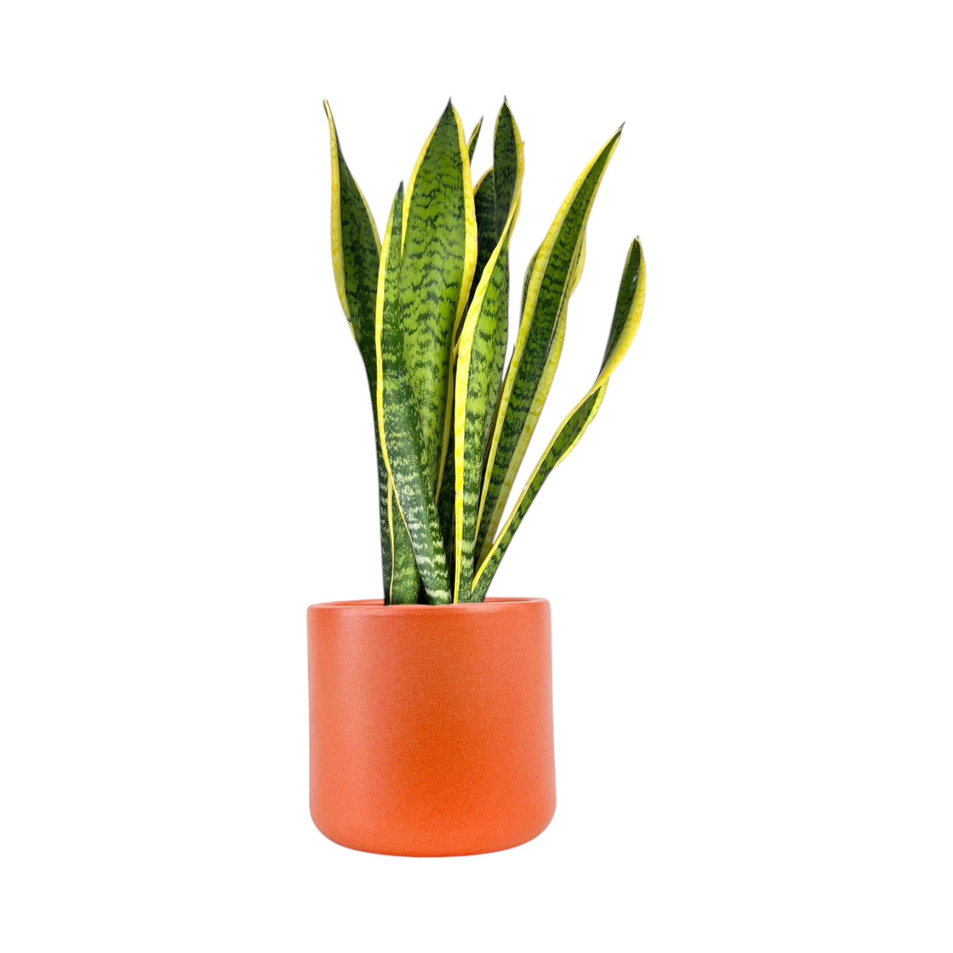 Sansevieria 17cm Mix in Cambridge Ceramic - Green Plant The Horti House
