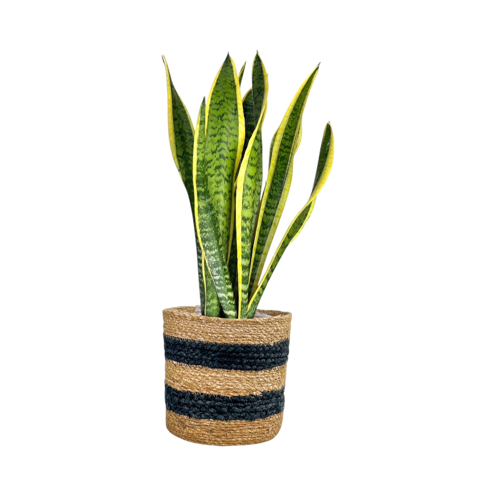 Sansevieria 17cm Mix in Basket - Green Plant The Horti House