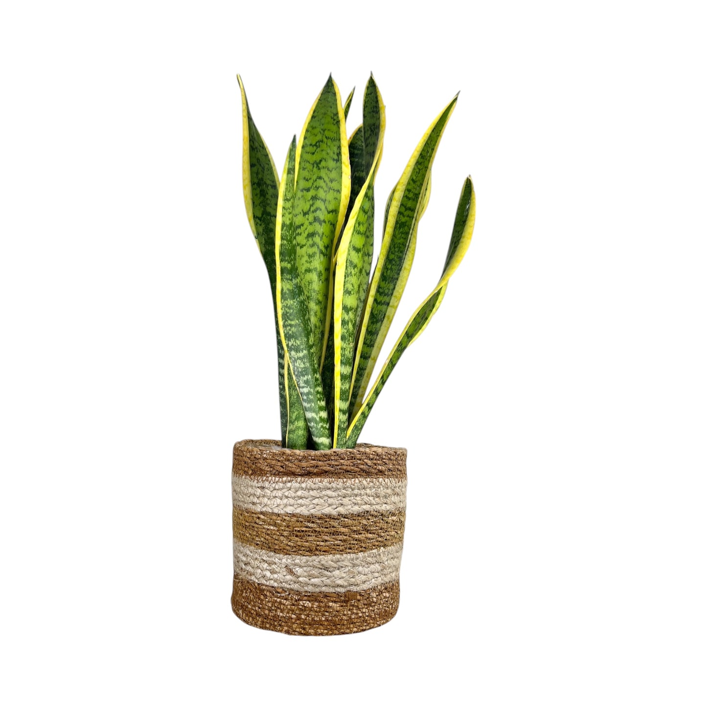 Sansevieria 17cm Mix in Basket - Green Plant The Horti House