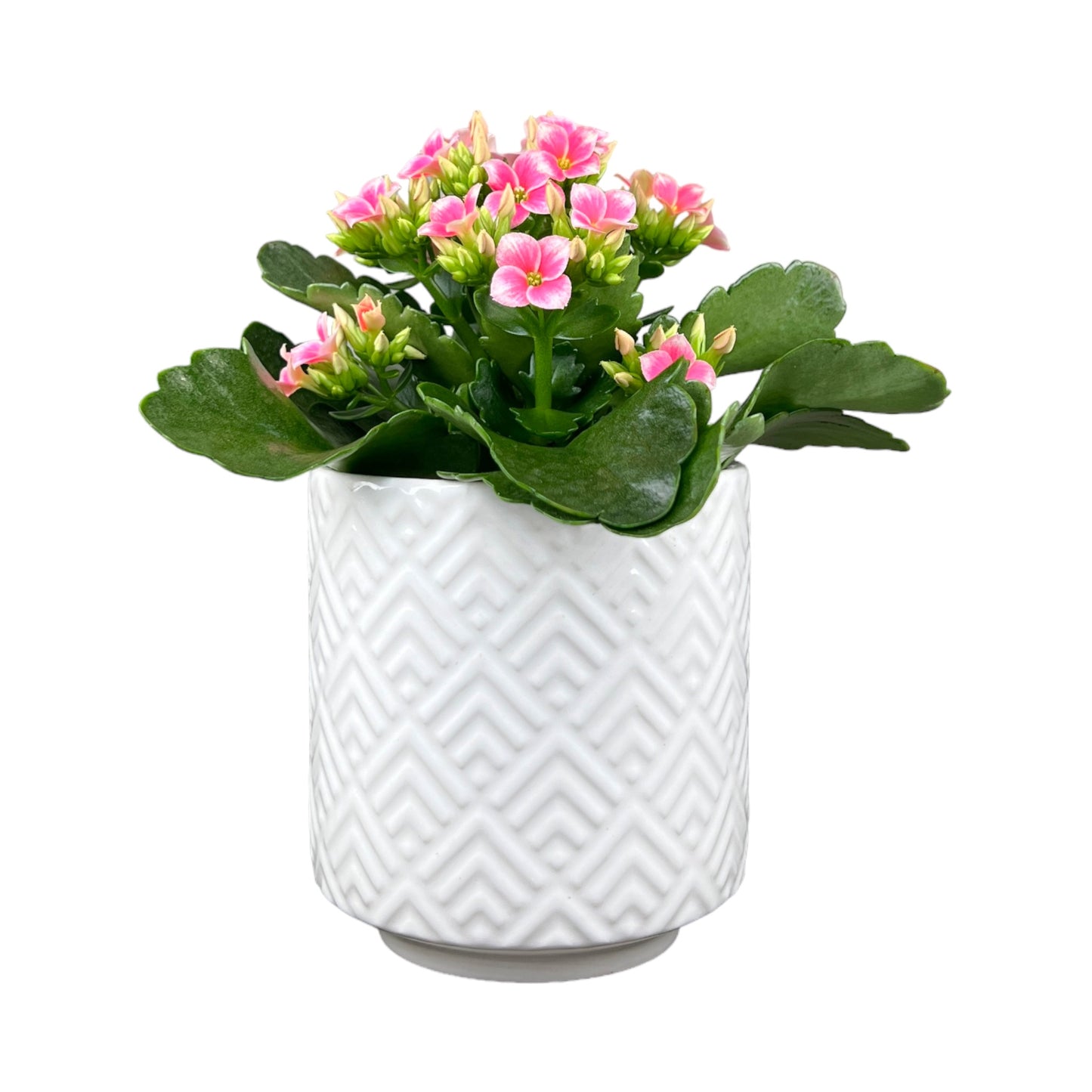 Mother's Day Kalanchoe in Ceramic