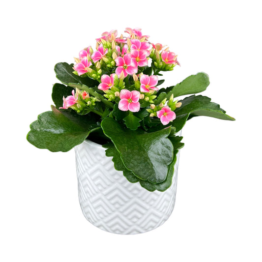Mother's Day Kalanchoe in Ceramic
