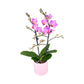 Mother's Day Miniature Orchid in Ceramic - Orchid The Horti House