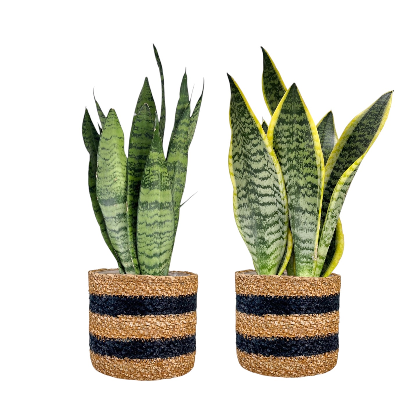 Sansevieria 12cm Mix In Basket - Green Plant The Horti House