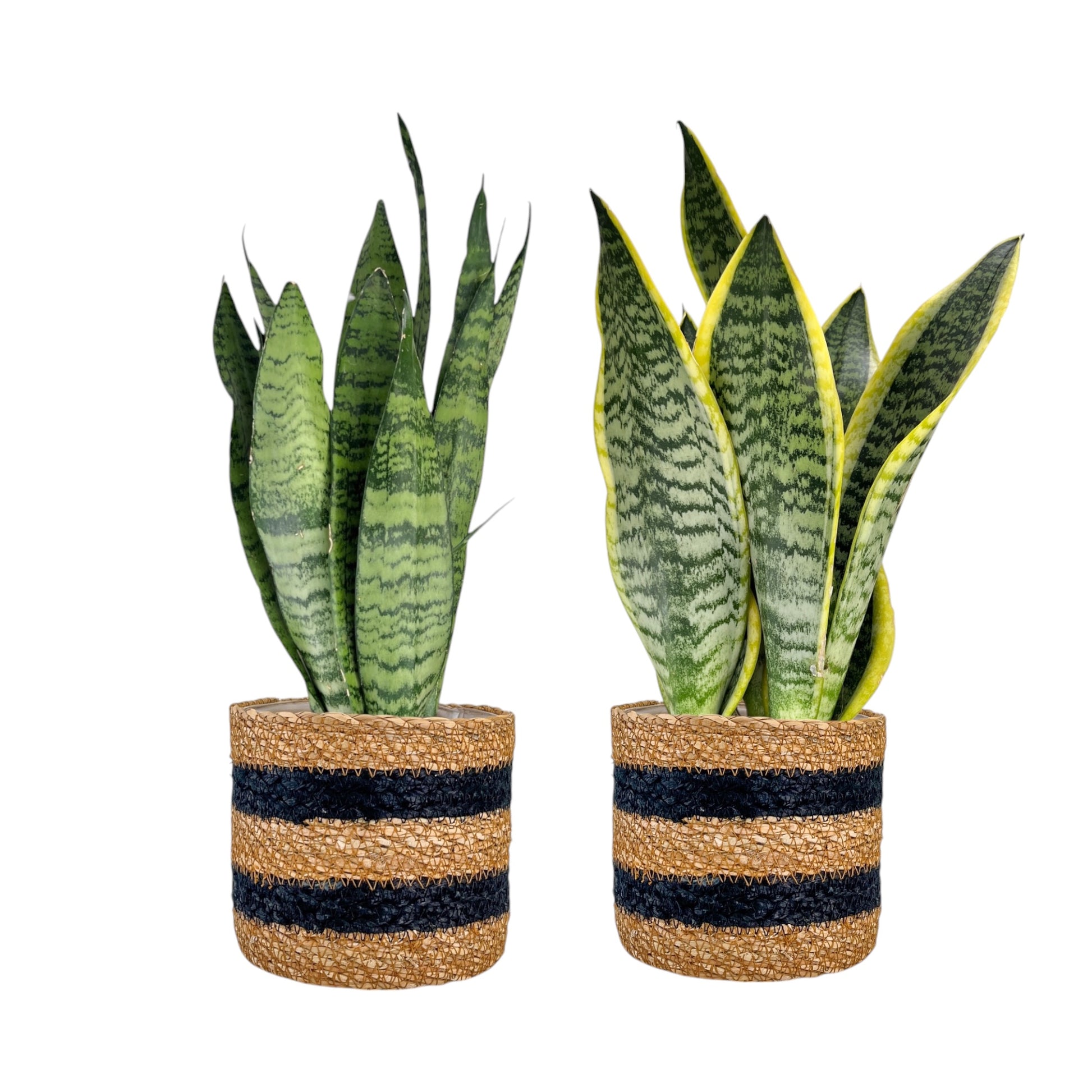 Sansevieria 12cm Mix In Basket - Green Plant The Horti House