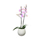 Mother's Day Large Orchid in Ceramic