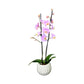 Mother's Day Large Orchid in Ceramic