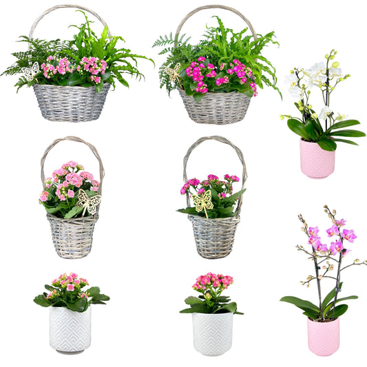 Mother's Day Flowering Plants Mixed Trolley