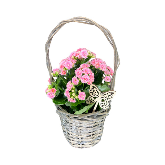 Mother's Day Flowering Plants Mixed Trolley