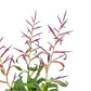 Tillandsia 12cm Mora