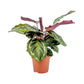 Calathea 17cm Medallion
