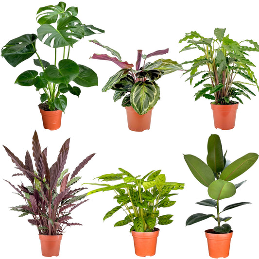 Green Plant 17cm Mix