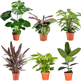 Green Plant 17cm Mix