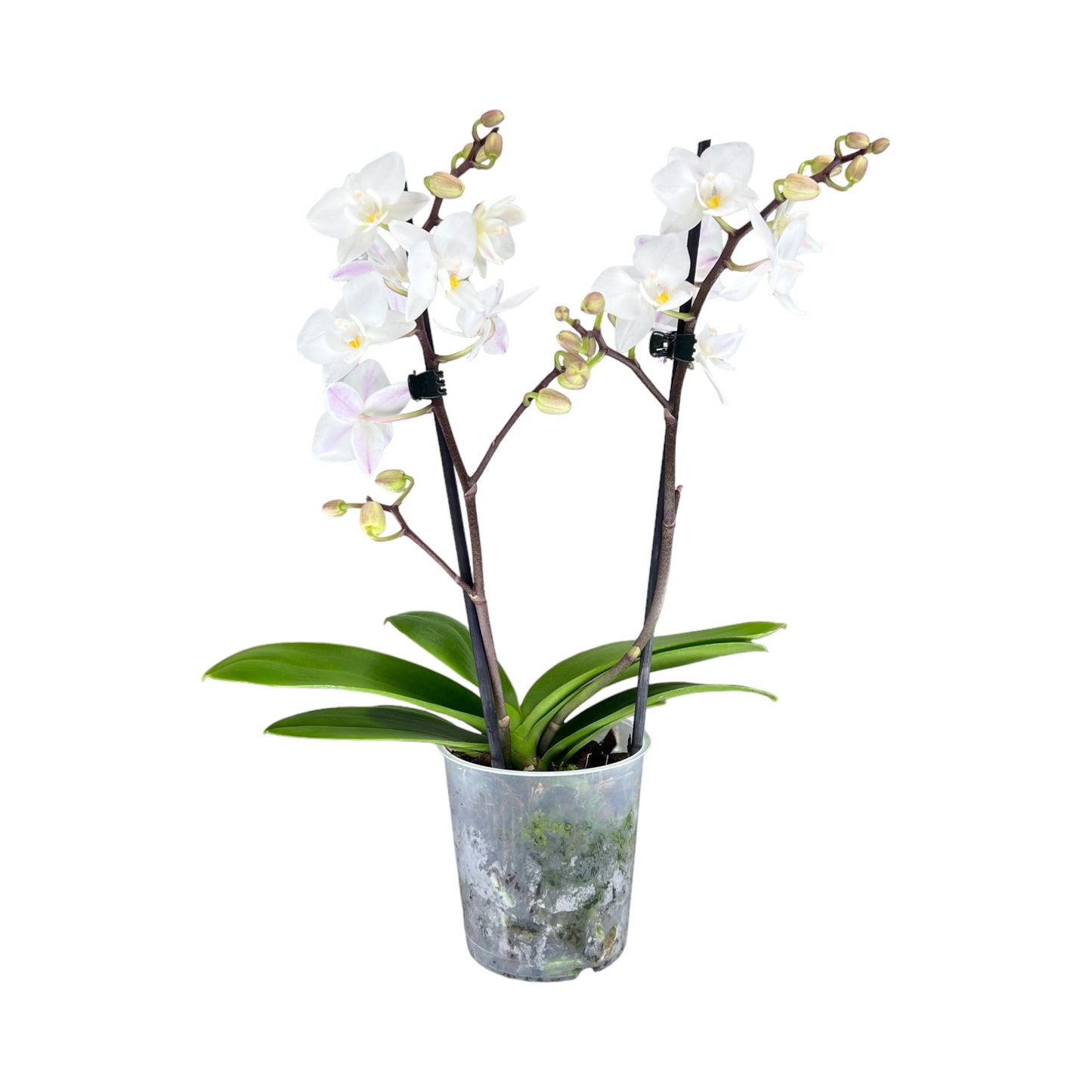 Phalaenopsis 9cm Twin Stem White