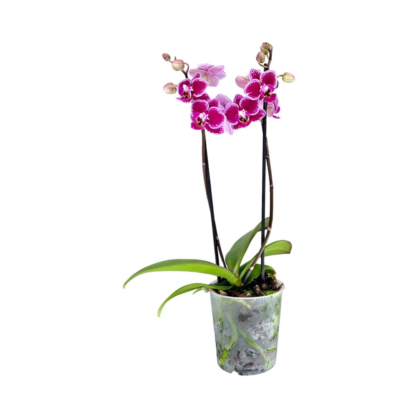 Phalaenopsis 9cm Twin Stem Purple