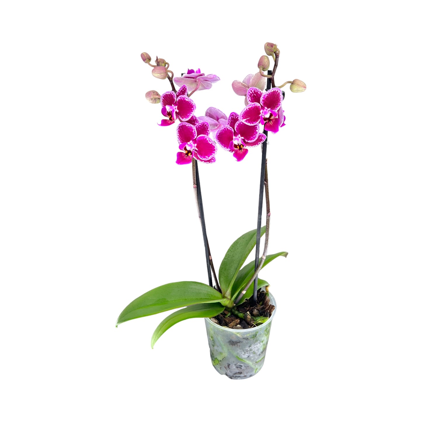 Phalaenopsis 9cm Twin Stem Purple
