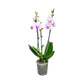 Phalaenopsis 12cm Twin Stem Mixed 40 - 52cm 12+ - Orchid The Horti House