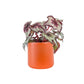 Begonia Rex 12cm in Cambridge Ceramic