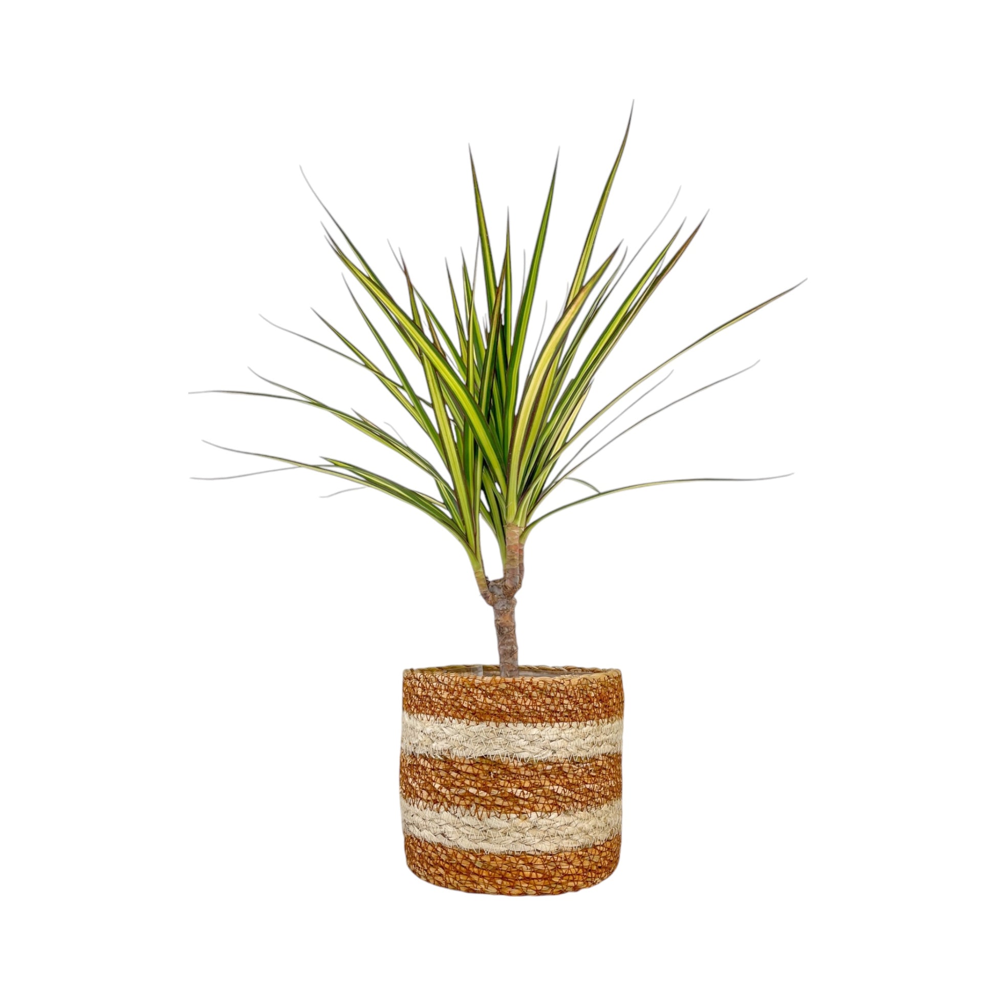 Dracaena 12cm Marginata In Basket - Green Plant The Horti House
