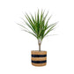 Dracaena 12cm Marginata In Basket - Green Plant The Horti House