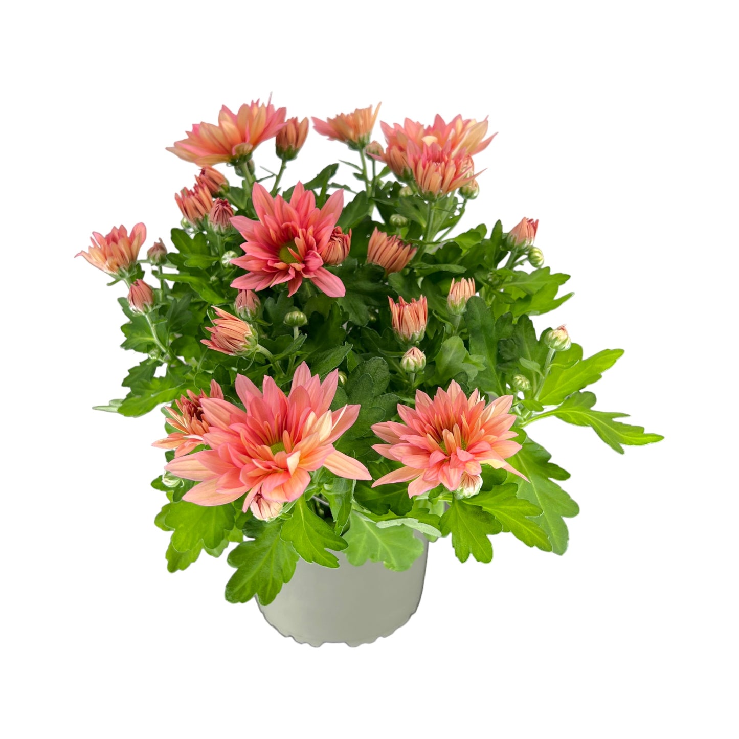 Chrysanthemum 14cm Double Flower Mix - Flowering The Horti House