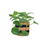 Green Plant 12cm Mix in Basket - Green Plant The Horti House
