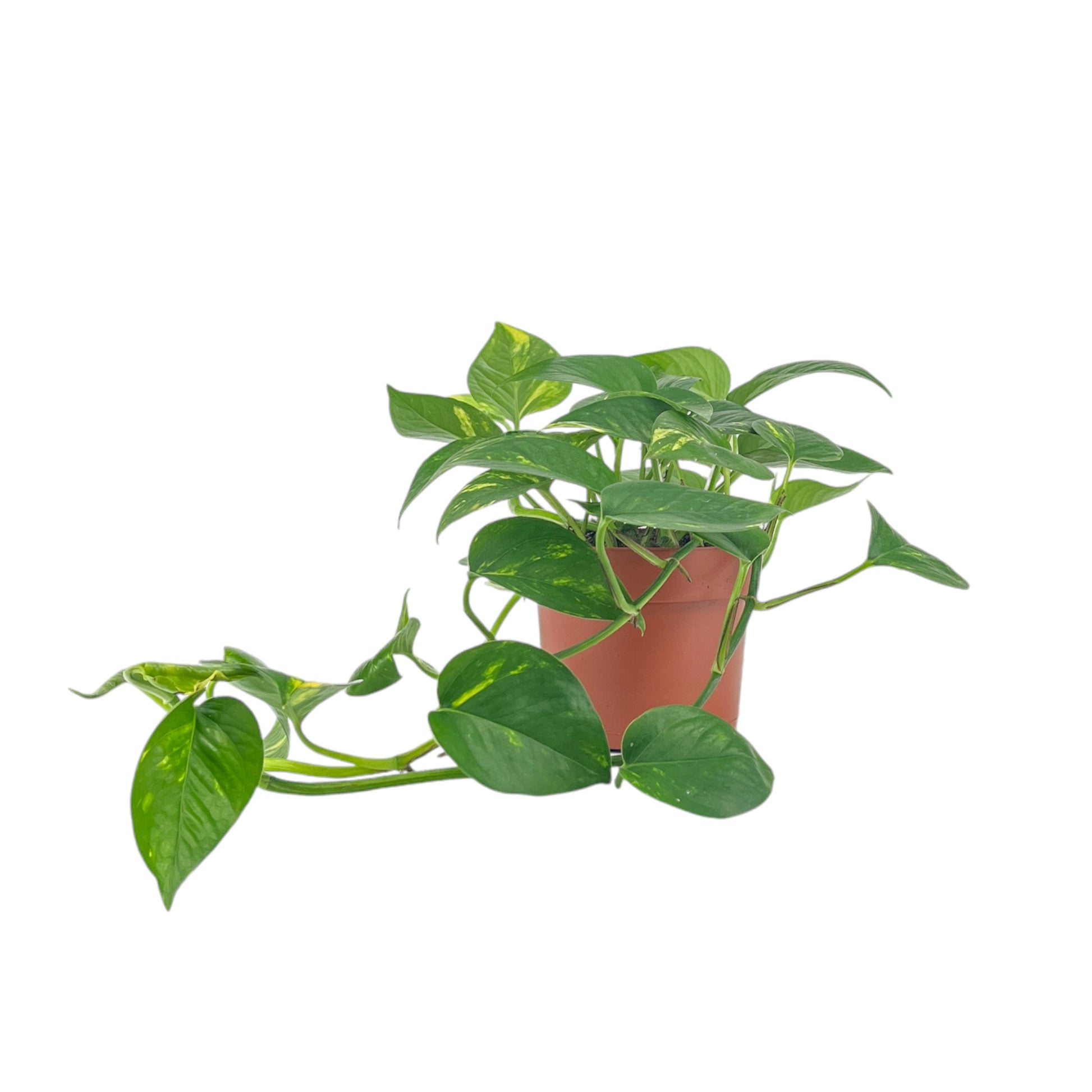 Green Plant 12cm Mix - Green Plant The Horti House
