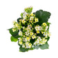 Kalanchoe 12cm Single Flower White - Flowering The Horti House