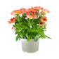 Chrysanthemum 14cm Single Flower Mix - Flowering The Horti House