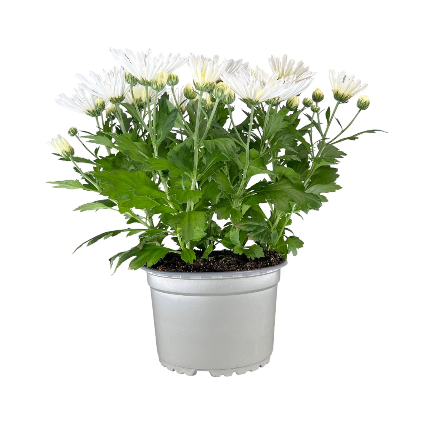 Chrysanthemum 14cm Single Flower Mix - Flowering The Horti House