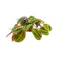 Green Plant 12cm Mix