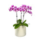 Phalaenopsis 9cm Trio Planter Pink - Orchid The Horti House