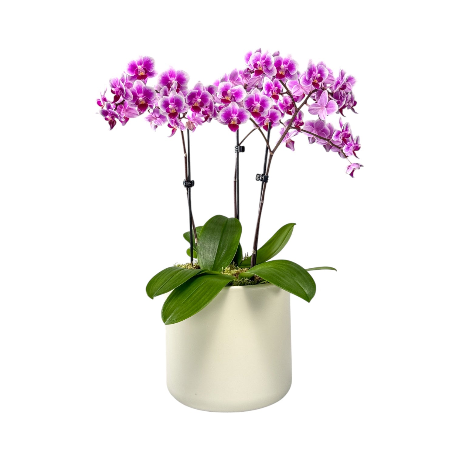 Phalaenopsis 9cm Trio Planter Pink - Orchid The Horti House
