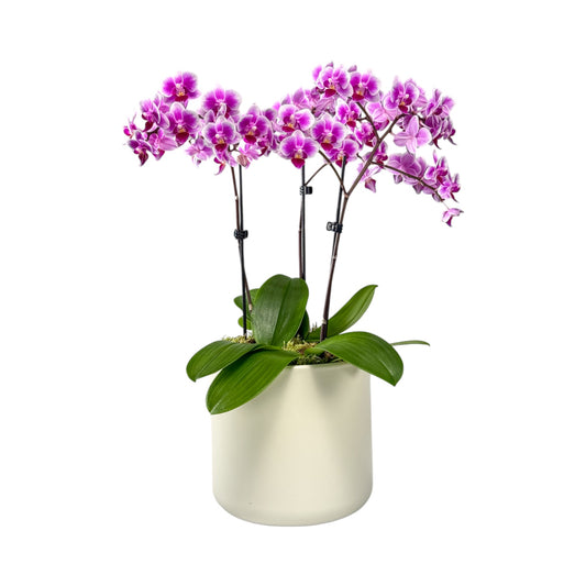 Phalaenopsis 9cm Trio Planter Pink - Orchid The Horti House
