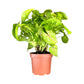 Syngonium 12cm