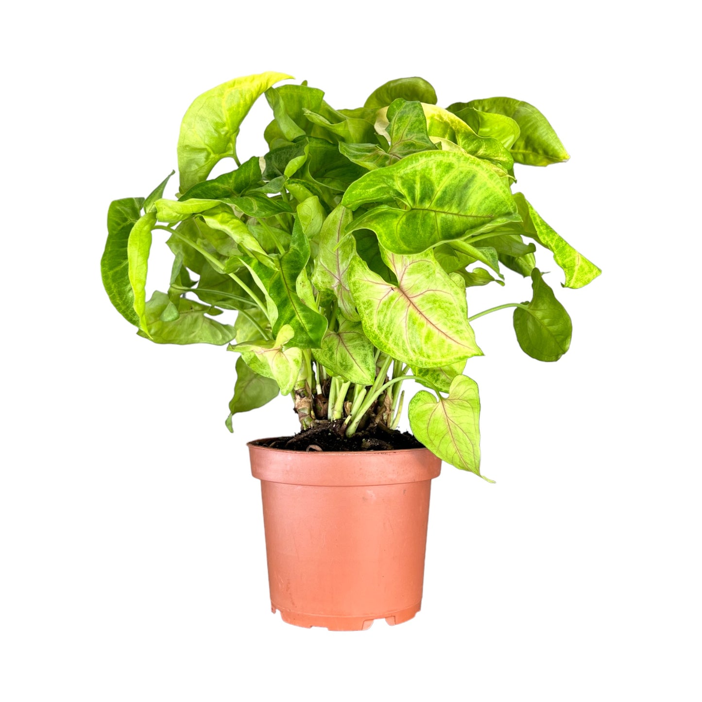 Syngonium 12cm