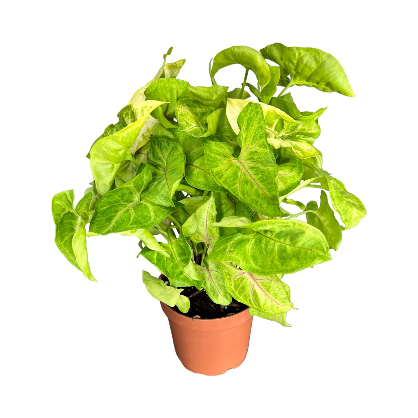 Syngonium 12cm