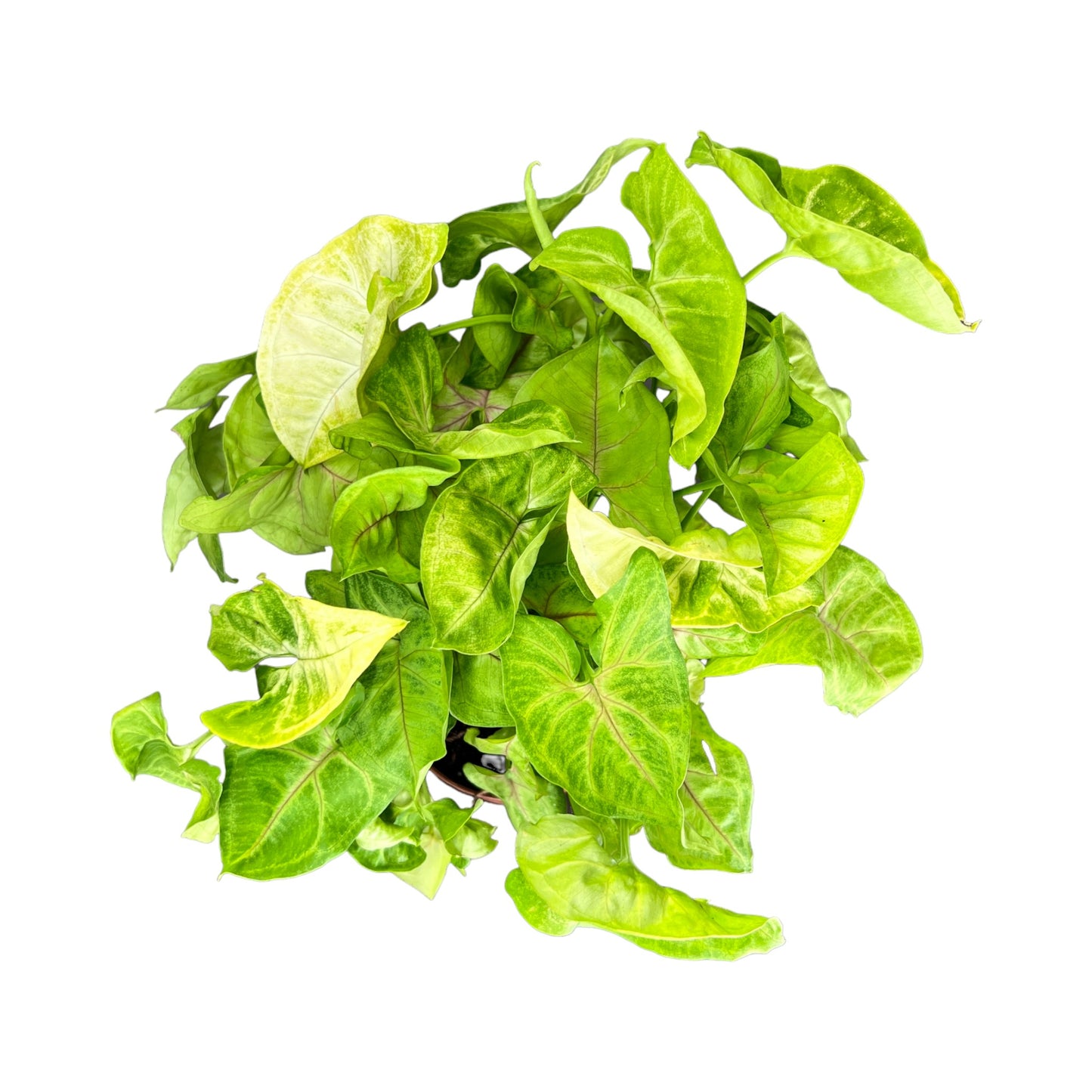 Syngonium 12cm