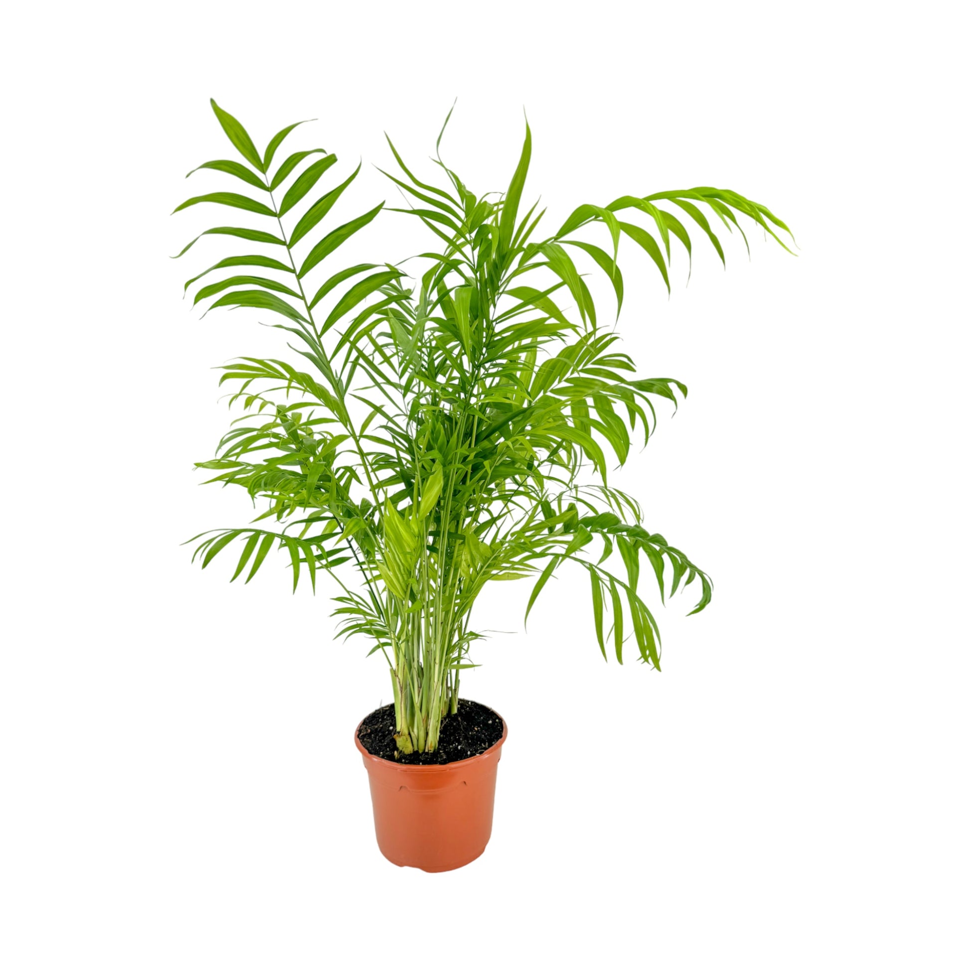 Green Plant 17cm British Mix - Green Plant The Horti House