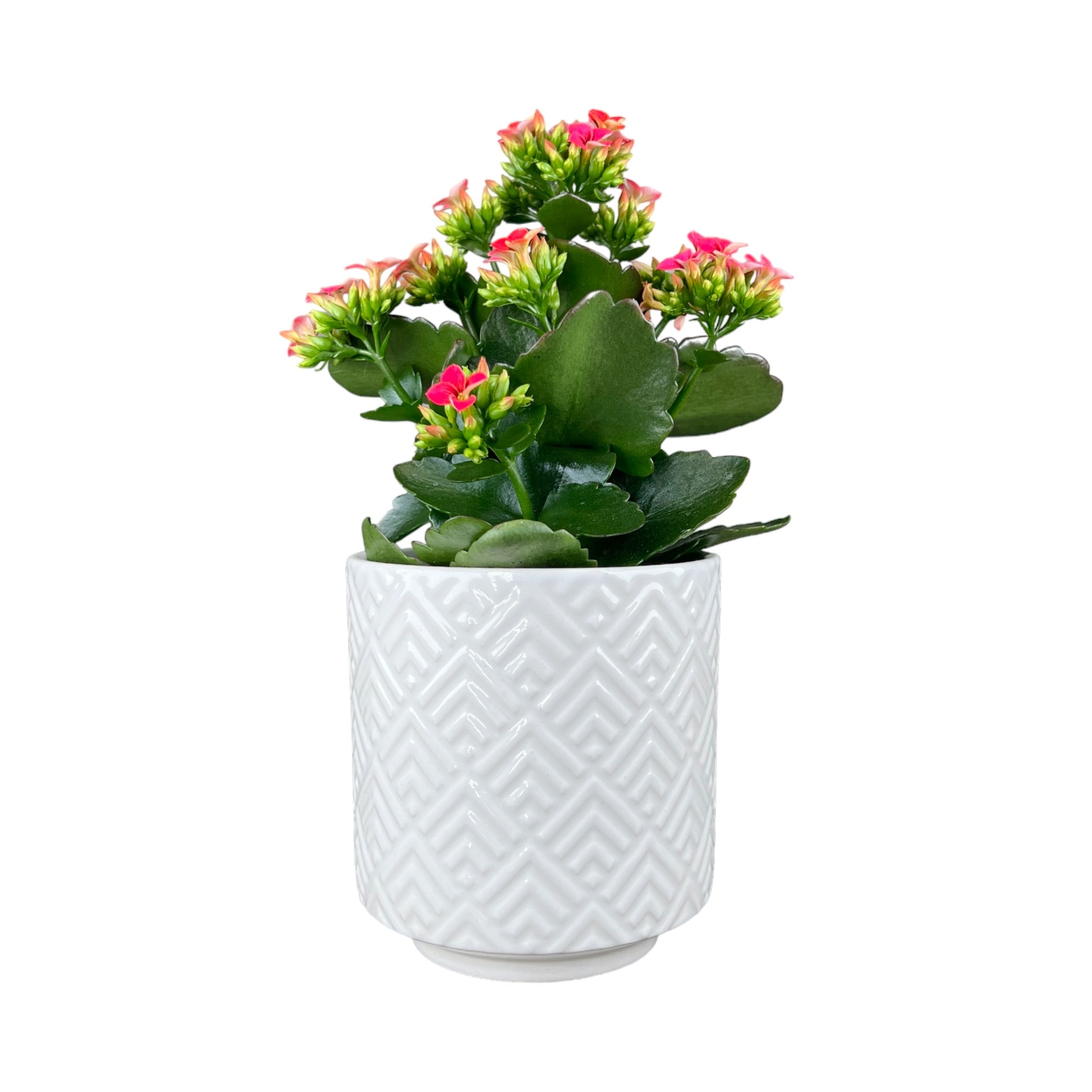 Kalanchoe 9cm Single Flower Mix in Ceramic - Flowering The Horti House