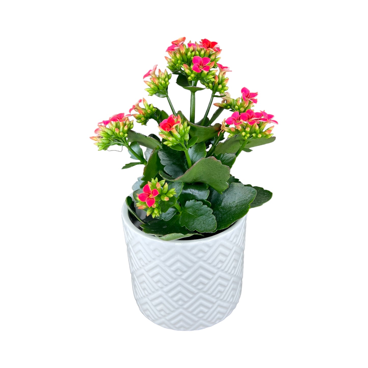 Kalanchoe 9cm Single Flower Mix in Ceramic - Flowering The Horti House