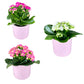 Kalanchoe 9cm Double Flower Mix in Ceramic - Flowering The Horti House