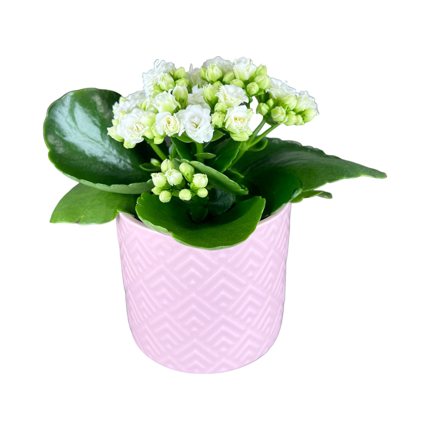 Kalanchoe 9cm Double Flower Mix in Ceramic - Flowering The Horti House
