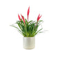 Bromeliad 12cm Mix in Cambridge Ceramic