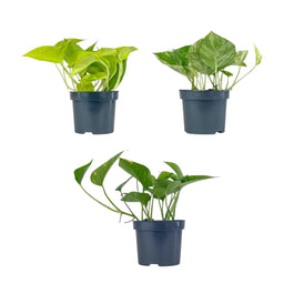 Epipremnum 12cm Mix - Green Plant The Horti House