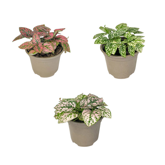 Hypoestes 9cm Mix - Green Plant The Horti House
