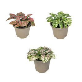 Hypoestes 9cm Mix - Green Plant The Horti House