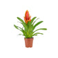Bromeliad 12cm Mix